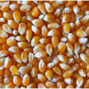 Maïs à Eclater pour Pop-Corn