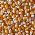 Maïs à Eclater pour Pop-Corn